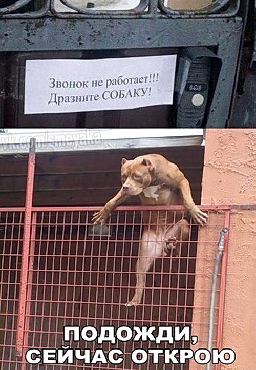 proxy.php?image=http%3A%2F%2Fdobrosos.ru%2Fwp-content%2Fuploads%2F2018%2F04%2Fsmeshnyie-prikolyi-04.jpg&hash=a6b2425d4d5c2b8cc13b6f47e2563630 | Рено Каптур клуб Россия | www.KAPTUR.club