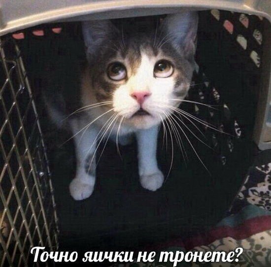 proxy.php?image=http%3A%2F%2Fdobrosos.ru%2Fwp-content%2Fuploads%2F2019%2F04%2Fsmeshnye-nadpisi-prikoly-nadpisyami-foto-004.jpg&hash=acc0708549901fd2e6c9175f164113d7 | Рено Каптур клуб Россия | www.KAPTUR.club