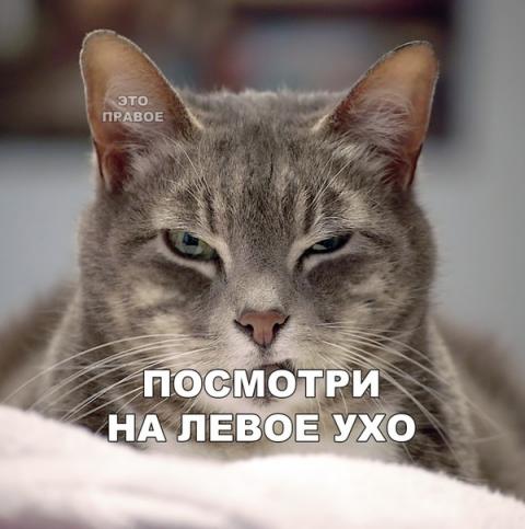 proxy.php?image=http%3A%2F%2Fs00.yaplakal.com%2Fpics%2Fpics_original%2F1%2F6%2F9%2F13369961.jpg&hash=ad16818f8144f05095d5bb1731523181 | Рено Каптур клуб Россия | www.KAPTUR.club