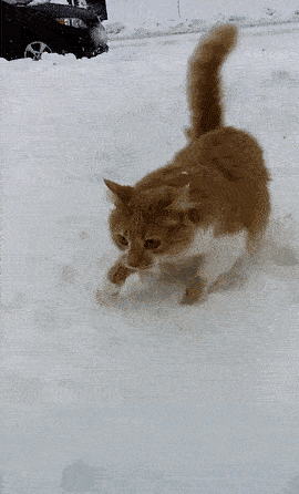 proxy.php?image=http%3A%2F%2Fwww.prikol.ru%2Fwp-content%2Fgallery%2Fdecember-2017%2Fpets-in-snow-018.gif&hash=b397dc5a945847fea8aecbe573b8430e | Рено Каптур клуб Россия | www.KAPTUR.club