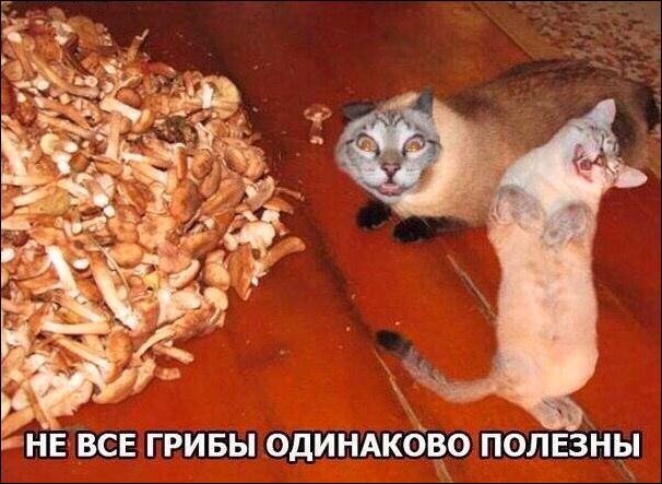 proxy.php?image=http%3A%2F%2Fwww.prikol.ru%2Fwp-content%2Fgallery%2Fjuly-2017%2Fkartinki-12072017-011.jpg&hash=b9aba92b7f5290039e523b8651089ee1 | Рено Каптур клуб Россия | www.KAPTUR.club