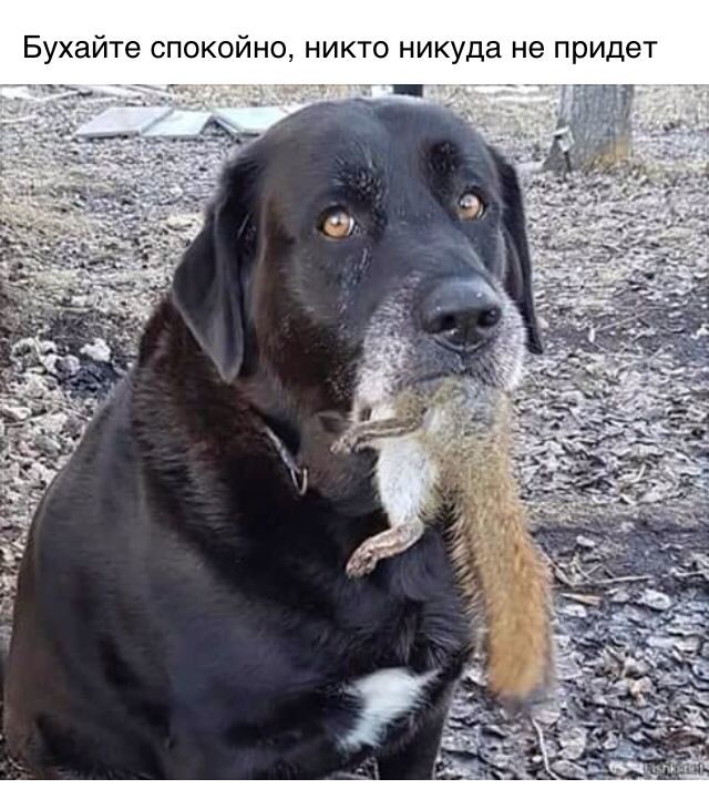 proxy.php?image=https%3A%2F%2Fpp.userapi.com%2Fc844418%2Fv844418264%2F150ebb%2FjCASQmm4THs.jpg&hash=bc5f612b6d9de5bff54e436e45cd2a36 | Рено Каптур клуб Россия | www.KAPTUR.club