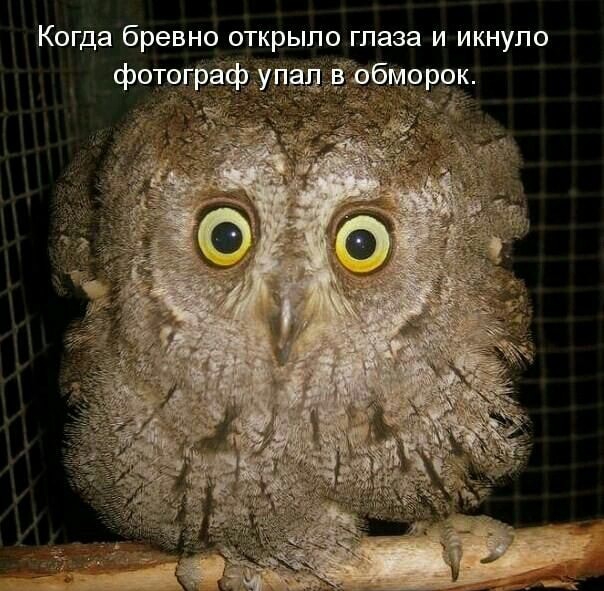 proxy.php?image=http%3A%2F%2Fs00.yaplakal.com%2Fpics%2Fpics_original%2F1%2F5%2F9%2F13426951.jpg&hash=c5136f755e97d2bb00b588ad90a0c4a5 | Рено Каптур клуб Россия | www.KAPTUR.club