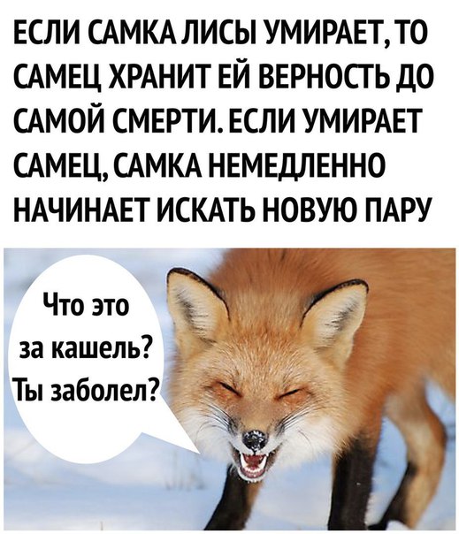 proxy.php?image=https%3A%2F%2Fpp.userapi.com%2Fc635103%2Fv635103801%2F33d78%2FfdMtl-gPACg.jpg&hash=d70df43b98fd66e6f5b71e05307ec9a6 | Рено Каптур клуб Россия | www.KAPTUR.club