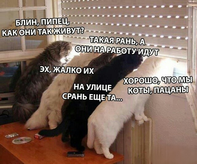 proxy.php?image=http%3A%2F%2Fs00.yaplakal.com%2Fpics%2Fpics_original%2F2%2F1%2F9%2F12310912.jpg&hash=e9f3ca805a15761da12b4f5e0c665982 | Рено Каптур клуб Россия | www.KAPTUR.club