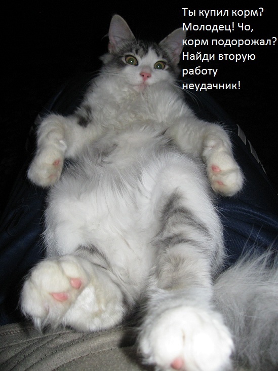 proxy.php?image=http%3A%2F%2Fs00.yaplakal.com%2Fpics%2Fpics_original%2F6%2F8%2F2%2F13563286.jpg&hash=f3d85aefa875415f80d5c3d4e594f47a | Рено Каптур клуб Россия | www.KAPTUR.club