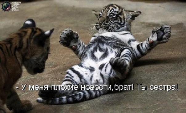 proxy.php?image=https%3A%2F%2Fxn--b1agaykvq.xn--p1ai%2Fphotopricoly%2F1%2Fs8641_1559130188.jpg&hash=f7b8099363d4897ab4e6172284c9db16 | Рено Каптур клуб Россия | www.KAPTUR.club