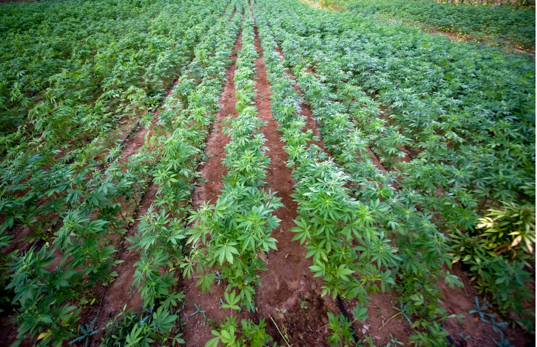 proxy.php?image=http%3A%2F%2Fwww.cannabisculture.com%2Fwp-content%2Fuploads%2F2015%2F12%2Fmexico-senator-marijuana-bill_0.jpg&hash=fbee7ec321f010cb113ec6ddbcc0f6e1 | Рено Каптур клуб Россия | www.KAPTUR.club